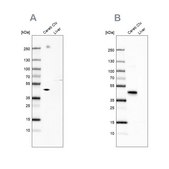 Anti-NECAB1 antibody produced in rabbit Prestige Antibodies® Powered by Atlas Antibodies, affinity isolated antibody, buffered aqueous glycerol solution, Ab3
