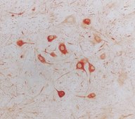 Anti-Internexin α Antibody, CT, clone 2E3 culture supernatant, clone 2E3, Chemicon®