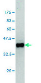 Monoclonal Anti-GPS2 antibody produced in mouse clone 3C4, purified immunoglobulin, buffered aqueous solution