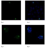 Anti-phospho Histone H3 (Tyr41) Antibody| ABE566 from rabbit, purified by affinity chromatography