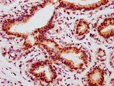 Anti-phospho-JUN (S63) antibody, clone 4A11, Rabbit Monoclonal recombinant, expressed in HEK293F cells