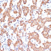 Anti-AIF antibody produced in rabbit