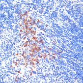 Anti-TLR4 antibody produced in rabbit