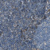 Anti-SIGLEC5 antibody produced in rabbit Prestige Antibodies® Powered by Atlas Antibodies, affinity isolated antibody, buffered aqueous glycerol solution