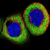 Anti-KCTD21 antibody produced in rabbit Prestige Antibodies® Powered by Atlas Antibodies, affinity isolated antibody, buffered aqueous glycerol solution
