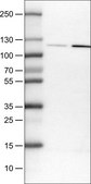 Monoclonal Anti-NLRP3 antibody produced in mouse Prestige Antibodies® Powered by Atlas Antibodies, clone CL0210, purified immunoglobulin, buffered aqueous glycerol solution