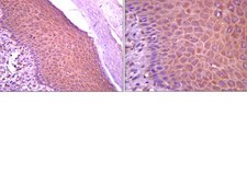 Anti-SOX1 Antibody from rabbit, purified by affinity chromatography