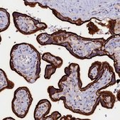 Anti-PACSIN3 antibody produced in rabbit Prestige Antibodies® Powered by Atlas Antibodies, affinity isolated antibody, buffered aqueous glycerol solution