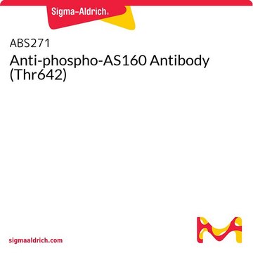 Anti-phospho-AS160 Antibody (Thr642)