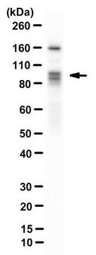 Anti-DYRK1A Antibody, clone 8D9 clone 8D9, from mouse