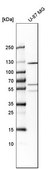 Anti-PTPRN2 antibody produced in rabbit Prestige Antibodies® Powered by Atlas Antibodies, affinity isolated antibody, buffered aqueous glycerol solution