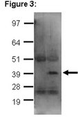 ChIPAb+ Sox-2, clone 6F1.2 - ChIP Validated Antibody and Primer Set clone 6F1.2, from mouse