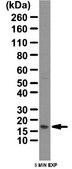Anti-COX4 Antibody from rabbit, purified by affinity chromatography