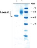 Apyrase from potato recombinant, expressed in Pichia pastoris, ATPase ≥1000 units/mg protein, lyophilized powder