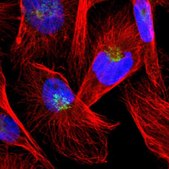 Anti-TRIP11 antibody produced in rabbit Prestige Antibodies® Powered by Atlas Antibodies, affinity isolated antibody, buffered aqueous glycerol solution