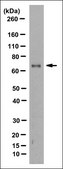 Anti-NOX4 Antibody, clone 10A8.1 culture supernatant, clone 10A8.1, from mouse