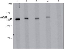 Anti-AsCas12a (Cpf1) antibody, Mouse monoclonal clone AsCpf-11, purified from hybridoma cell culture