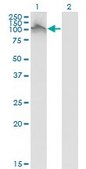 Monoclonal Anti-FGFR2 antibody produced in mouse clone 1G3, purified immunoglobulin, buffered aqueous solution