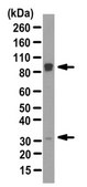 Anti-Syndecan-4 Antibody from rabbit, purified by affinity chromatography