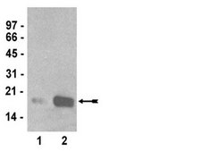 Anti-dimethyl-Histone H3 (Arg2), clone 20.2 Antibody, rabbit monoclonal culture supernatant, clone 20.2, Upstate®