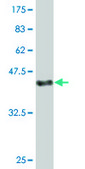 Monoclonal Anti-FAU antibody produced in mouse clone 3C10, purified immunoglobulin, buffered aqueous solution