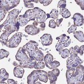 Anti-OR2W3 antibody produced in rabbit Prestige Antibodies® Powered by Atlas Antibodies, affinity isolated antibody, buffered aqueous glycerol solution