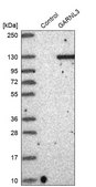 Anti-GARNL3 antibody produced in rabbit Prestige Antibodies® Powered by Atlas Antibodies, affinity isolated antibody, buffered aqueous glycerol solution