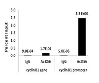 ChIPAb+ Acetyl-Histone H3 (Lys56) - ChIP Validated Antibody and Primer Set from rabbit, purified by affinity chromatography