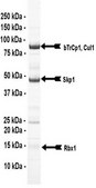 SCF-TrCP1 Protein Complex, Active, 10 µg Active complex of four (4) recombinant human enzymes: full length Skp1, full length Cul1, full length Rbx1, &amp; βTrCP1 (amino acids 53-end). For use in Enzyme Assays. Functions as an E3 ligase in ubiquitination assays.