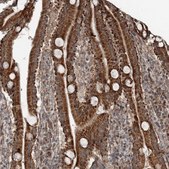 Anti-RASSF8 antibody produced in rabbit Prestige Antibodies® Powered by Atlas Antibodies, affinity isolated antibody, buffered aqueous glycerol solution