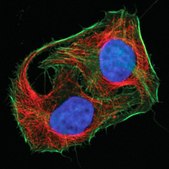 Mix-n-Stain™ CF™ 647 Antibody Labeling Kit (50-100μg)