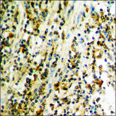 Anti-phospho-UBF (pSer484) antibody produced in rabbit affinity isolated antibody