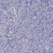 Anti-STAR antibody produced in rabbit Prestige Antibodies® Powered by Atlas Antibodies, affinity isolated antibody, buffered aqueous glycerol solution, ab2