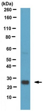 Anti-TREM-2 Antibody, clone 78 clone 78, from rat