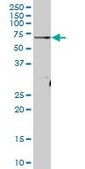 Anti-ATAD3A antibody produced in mouse IgG fraction of antiserum, buffered aqueous solution