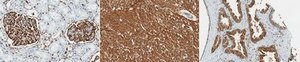 Anti-α-Synuclein Antibody, clone 2F12 clone 2F12, from mouse