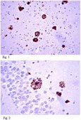 Anti-Amyloid β42 Antibody, clone G2-13 clone G2-13, from mouse