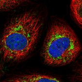 Anti-FGFR1OP2 antibody produced in rabbit Prestige Antibodies® Powered by Atlas Antibodies, affinity isolated antibody, buffered aqueous glycerol solution