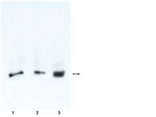 Anti-RalB Antibody, clone 25 clone 25, Upstate®, from mouse