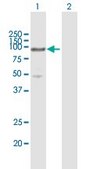 抗MCM5抗体 マウス宿主抗体 purified immunoglobulin, buffered aqueous solution
