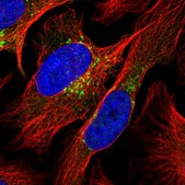 Anti-COPG1 antibody produced in rabbit Prestige Antibodies® Powered by Atlas Antibodies, affinity isolated antibody