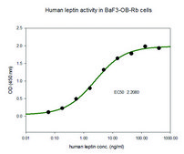 Leptin human ≥97% (SDS-PAGE), recombinant, expressed in E. coli, lyophilized powder