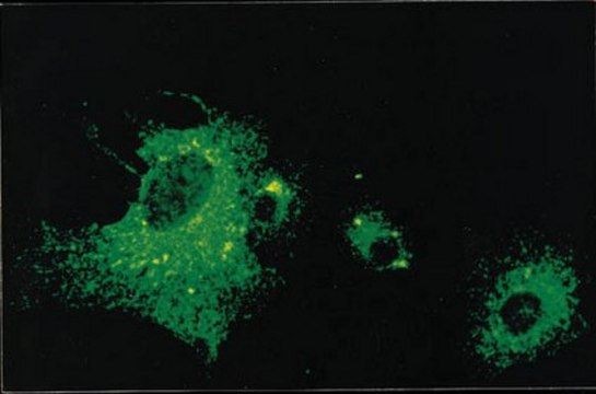 Anti-Parainfluenza 1 Antibody, clone 251/12A ascites fluid, clone 251/12A, Chemicon&#174;