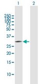 Anti-PNO1 antibody produced in mouse purified immunoglobulin, buffered aqueous solution