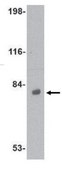 Anti-VGF Antibody from rabbit, purified by affinity chromatography