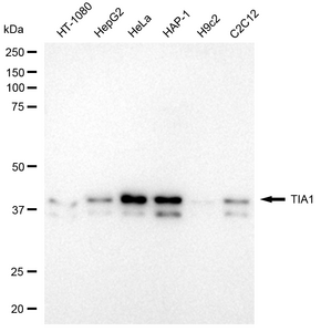 KD-Validated Anti TIA1 Antibody, clone 24GB2175, Rabbit Monoclonal clone 24GB2175, recombinant rabbit monoclonal, expressed in HEK293 cells