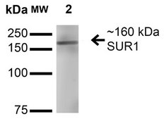 Monoclonal Anti-Git1 - Atto 488 antibody produced in mouse clone S39B-8, purified immunoglobulin