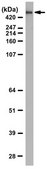 抗Cubilin from rabbit, purified by affinity chromatography