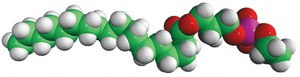 18:0 Lyso PE 1-Stearoyl-2-Hydroxy-sn-Glycero-3-Phosphoethanolamine, powder