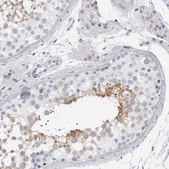 Anti-DNALI1 antibody produced in rabbit Prestige Antibodies® Powered by Atlas Antibodies, affinity isolated antibody, buffered aqueous glycerol solution